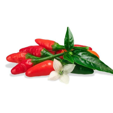 Chile Pequin Pepper Seeds - The Pepper Pantry (Formerly Marie Sharp's)